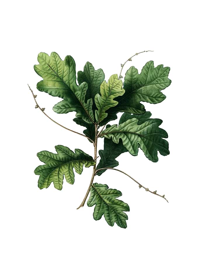 Vintage English Oak Plant