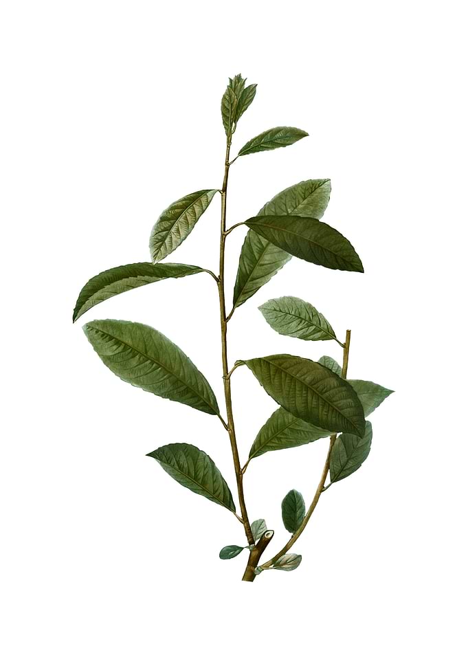 Vintage Grey Willow Plant