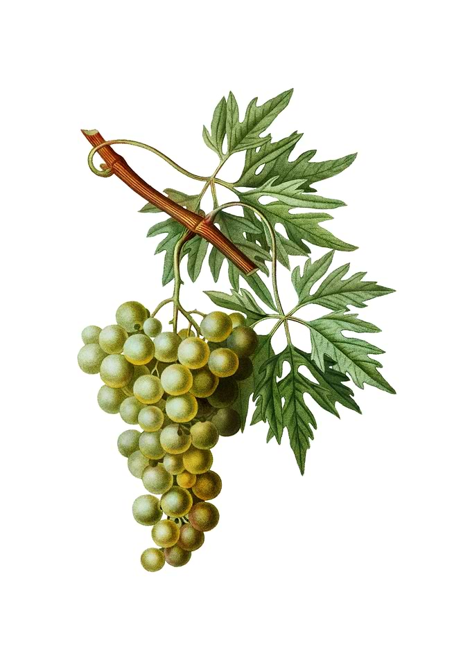 Vintage Grape Vine Fruit