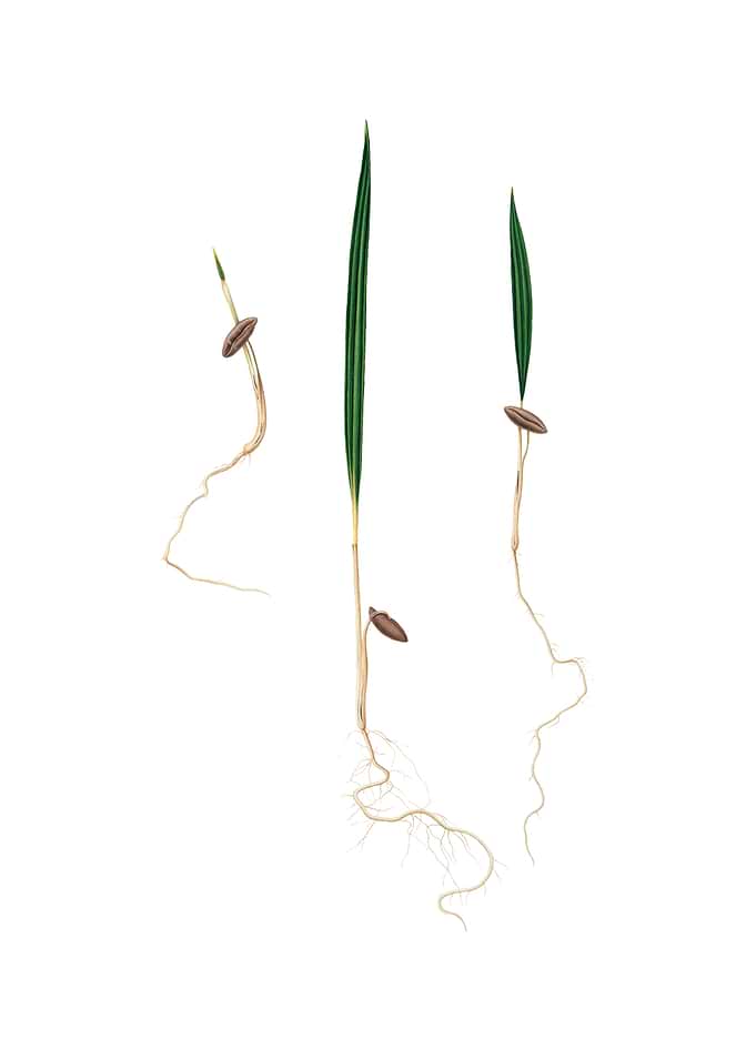 Vintage Date Palm on White