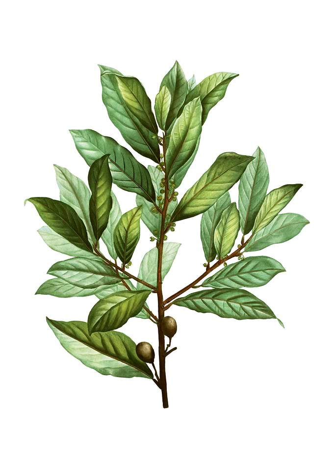 Vintage Bay Laurel Plant