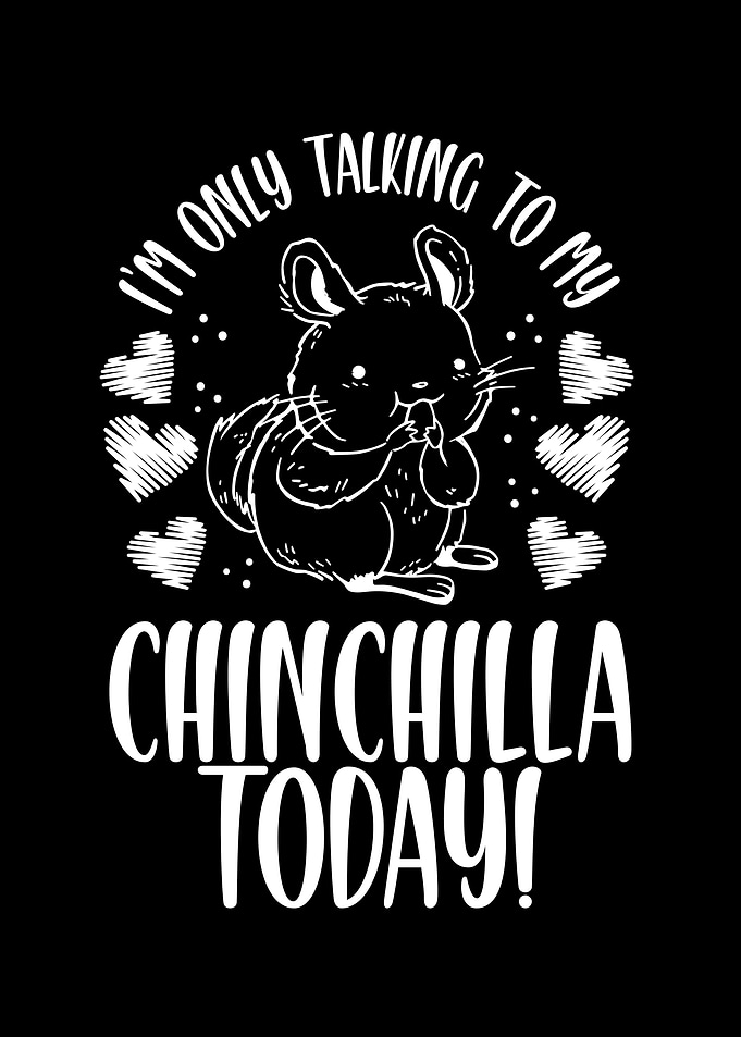 Lovely chinchillas today