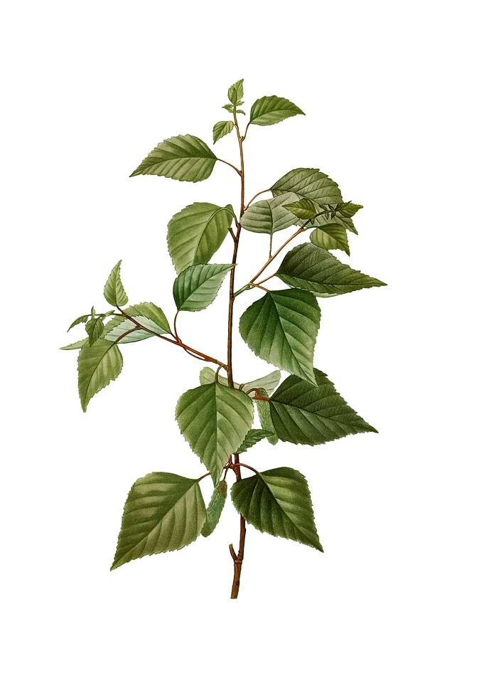 Vintage Black Birch Plant