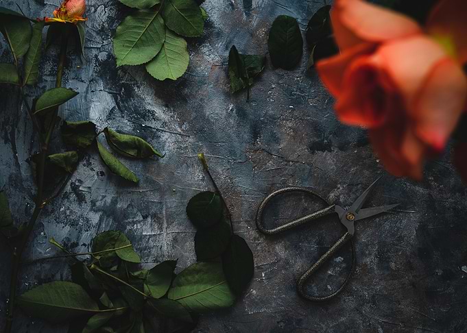 Cuting roses