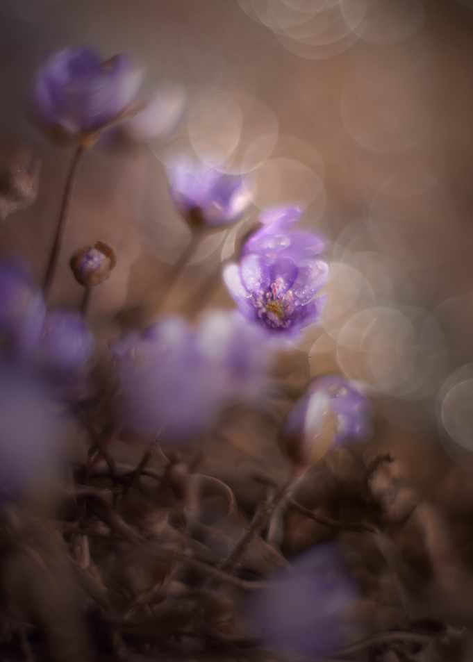 Purple Hepatica nobilis