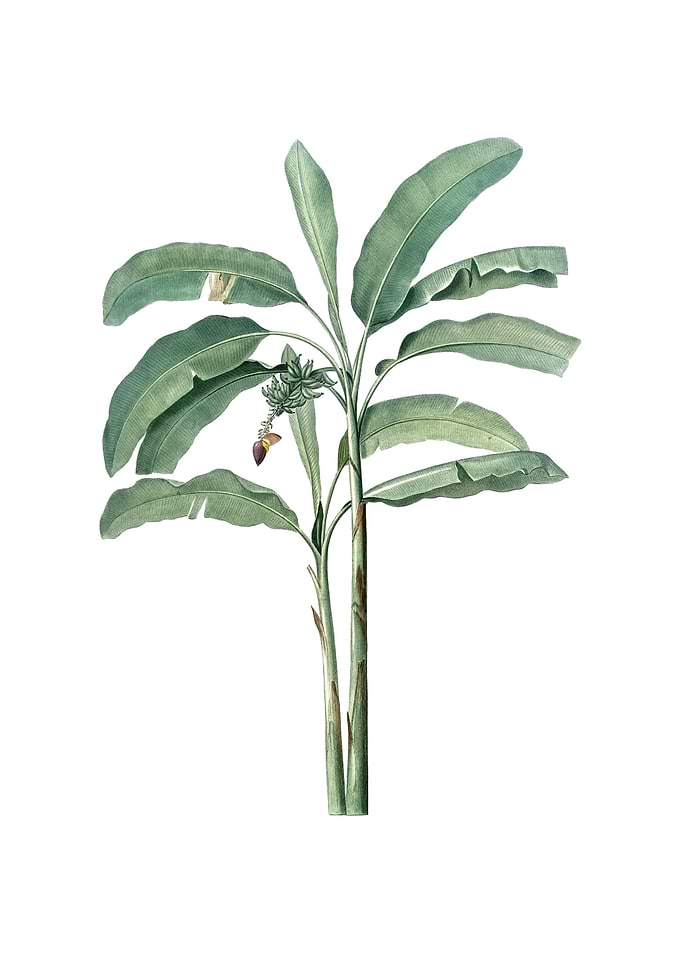 Vintage Banana Tree Plant