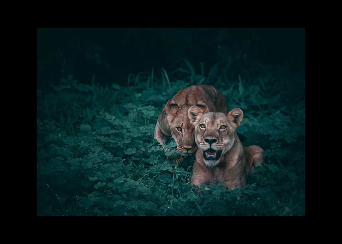 Lion