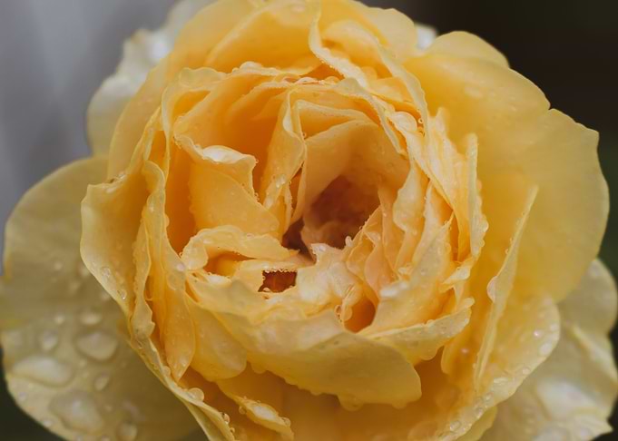 Yellow Rose