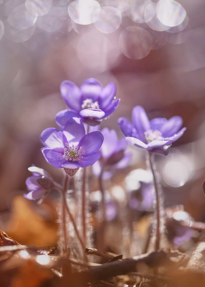 Purple macro flower,forest