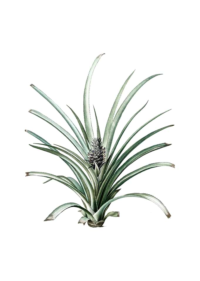Vintage Pineapple on White