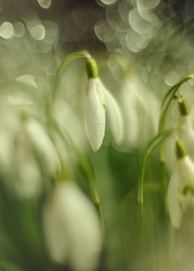 White snowdrops flowers
