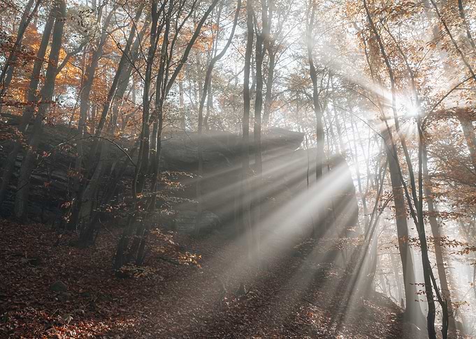 Lights between the trees
