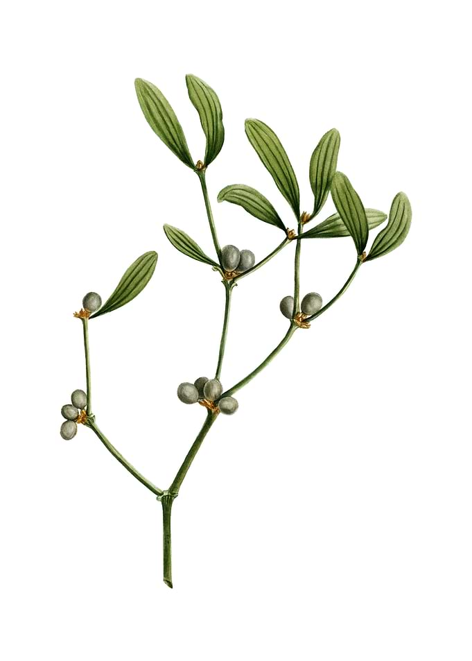 Viscum Album Branch Fruit