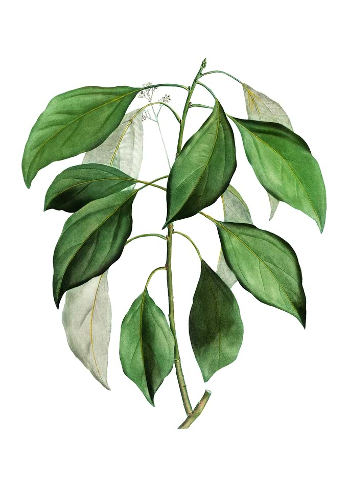 Vintage Camphor Tree Plant