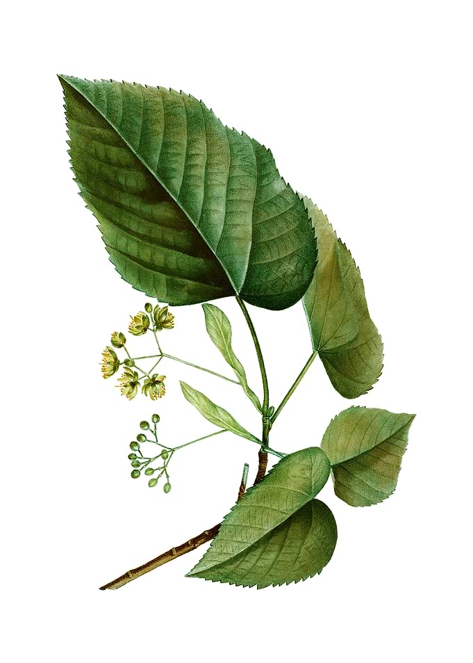 Vintage Linden Tree Branch