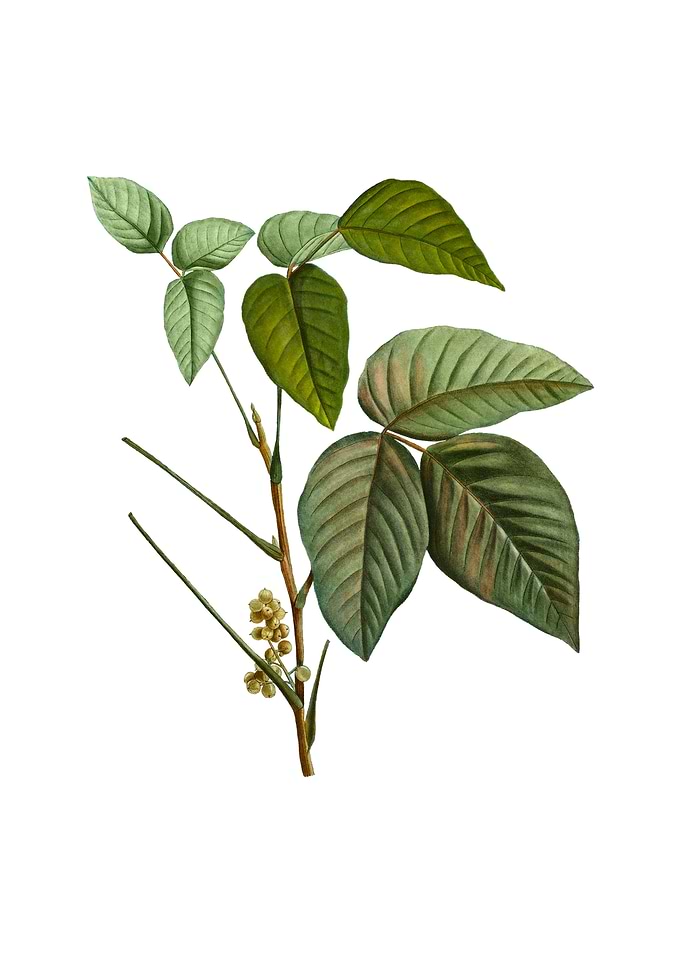Vintage Eastern Poison Ivy