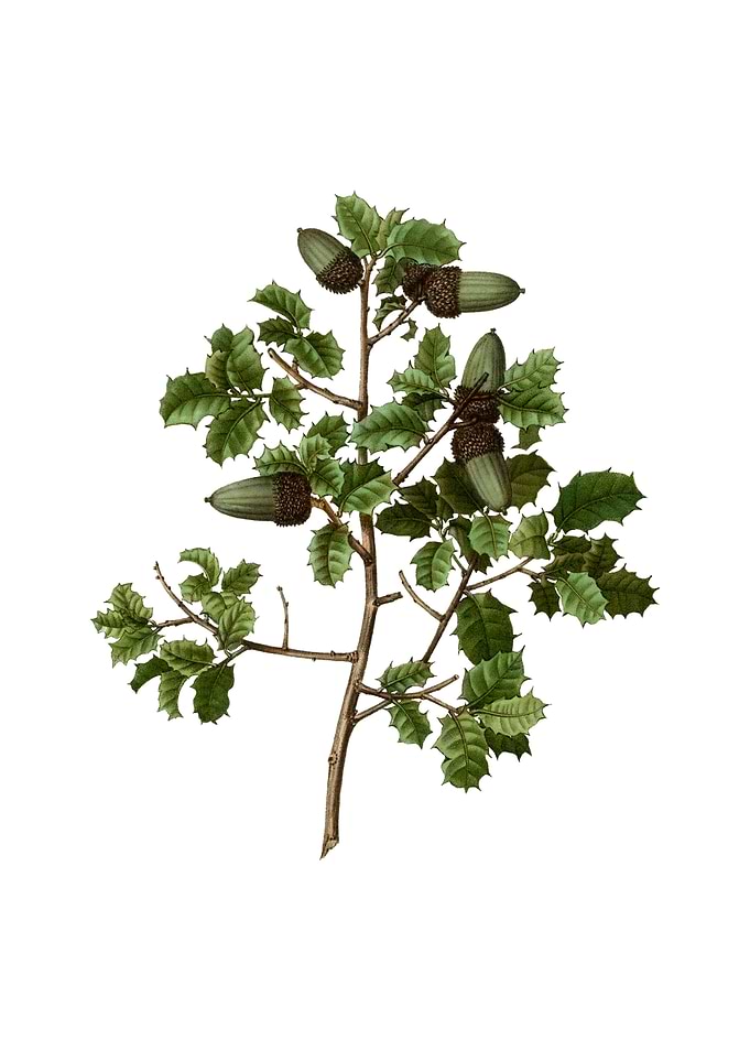 Vintage Kermes Oak Plant