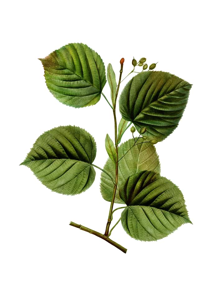 Vintage Linden Tree Branch