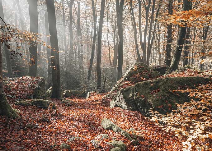 Into the woods