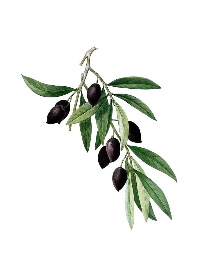 Vintage Olive Tree Branch