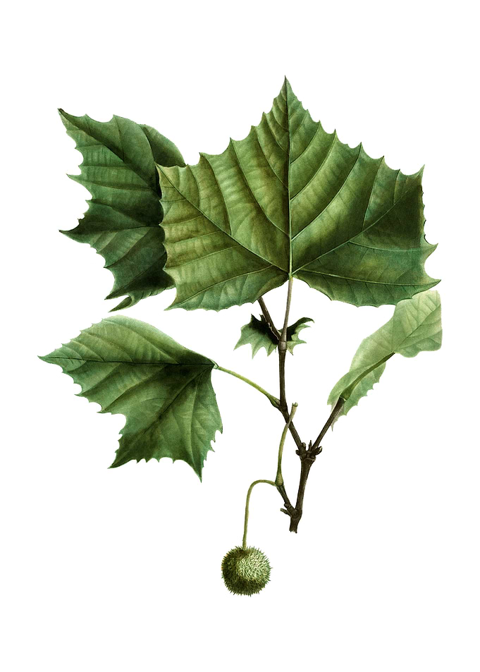 Vintage American Sycamore