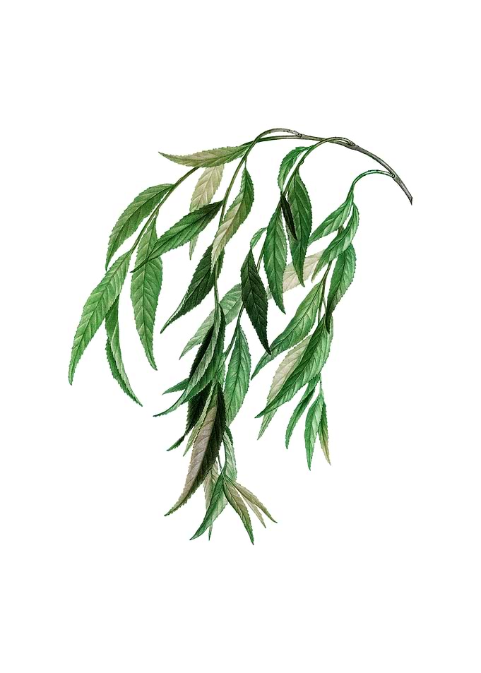 Vintage Babylon Willow
