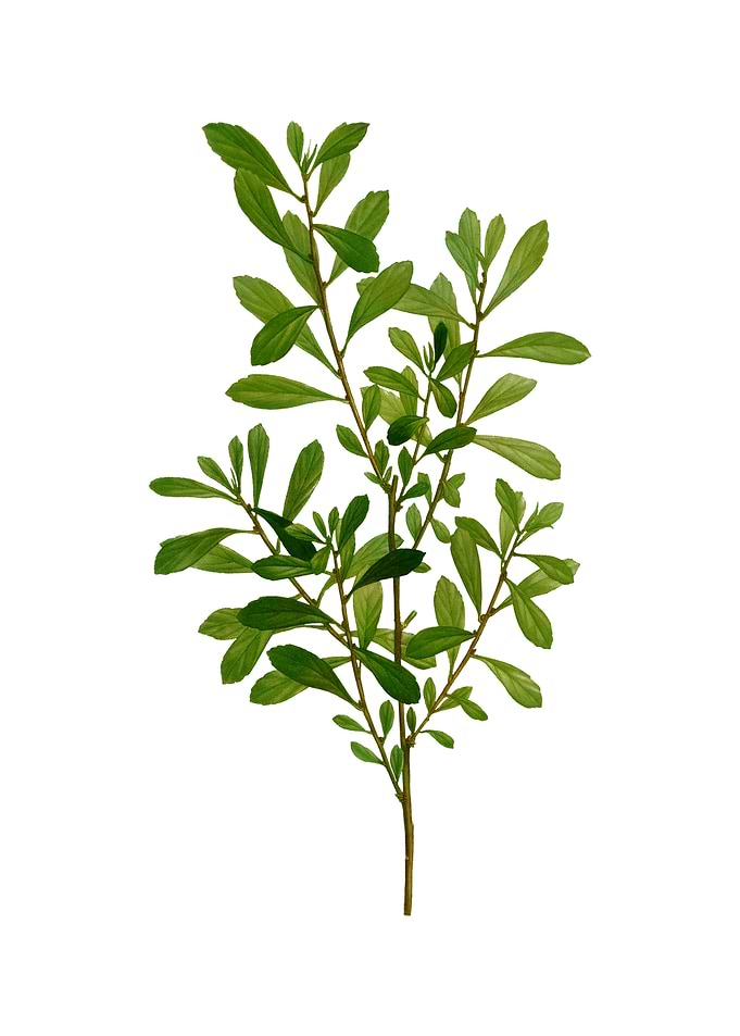Vintage Bog Myrtle Plant