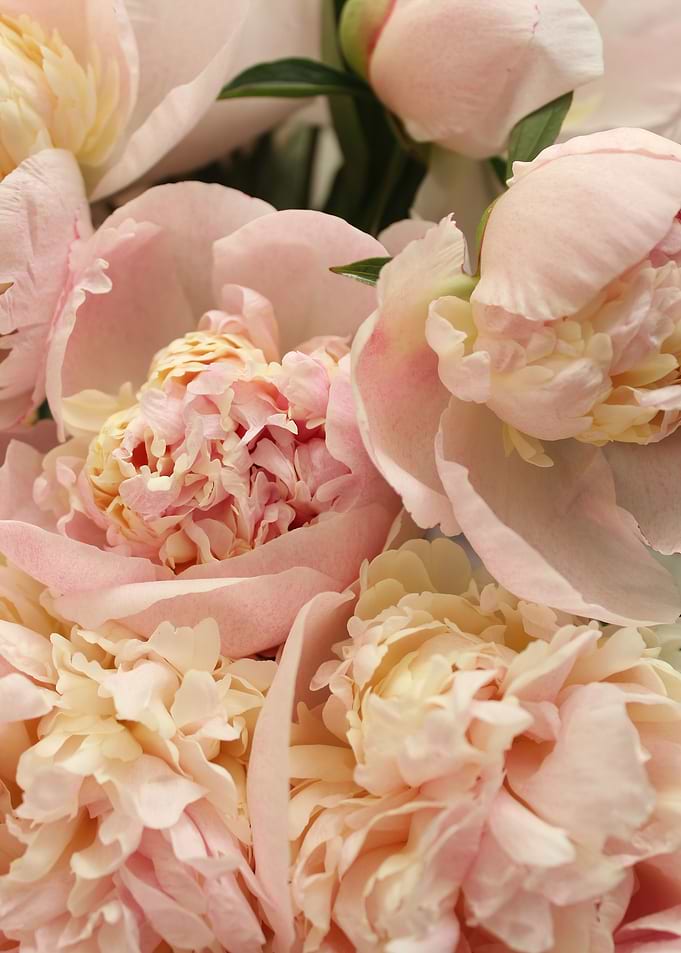 Peonies