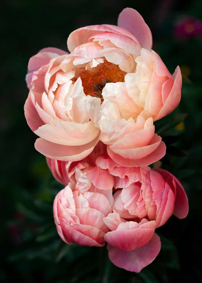 Peonies