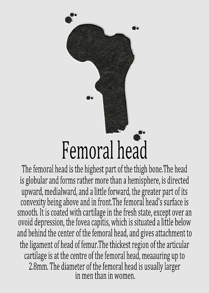 Femoral head