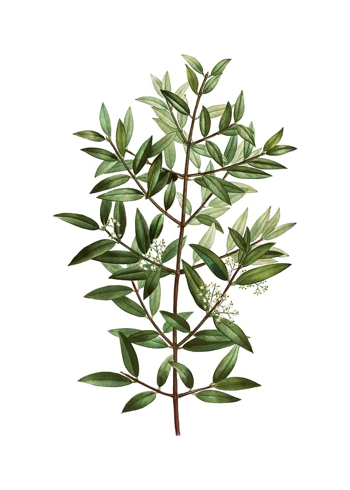 Phillyrea Tree Branch