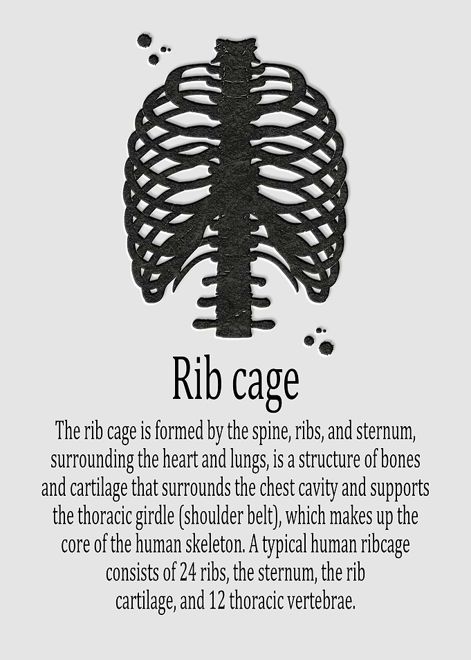 Rib cage