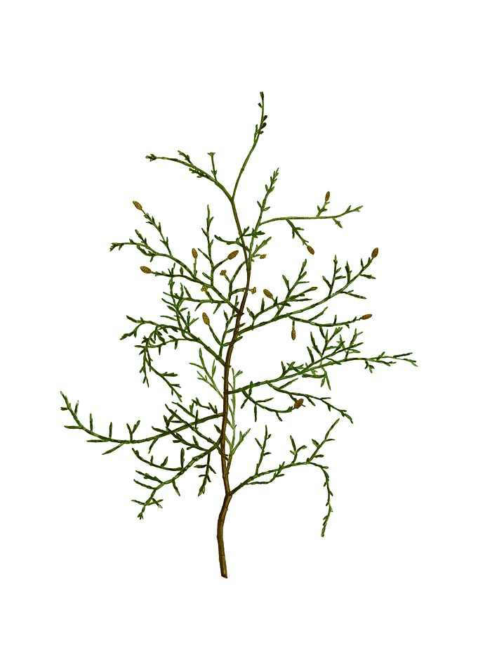 Vintage Sictus Tree Plant