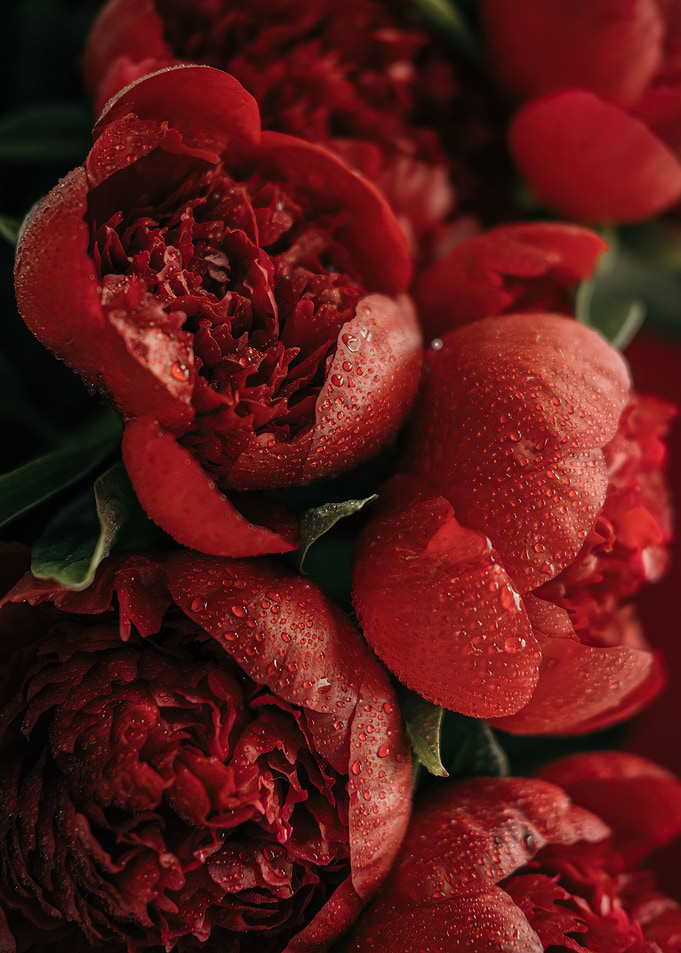 Peonies
