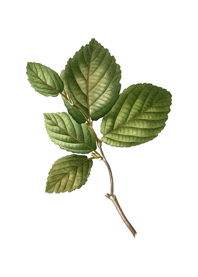 Vintage Witch Hazel Plant