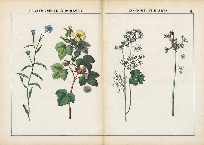 Vegetable posters