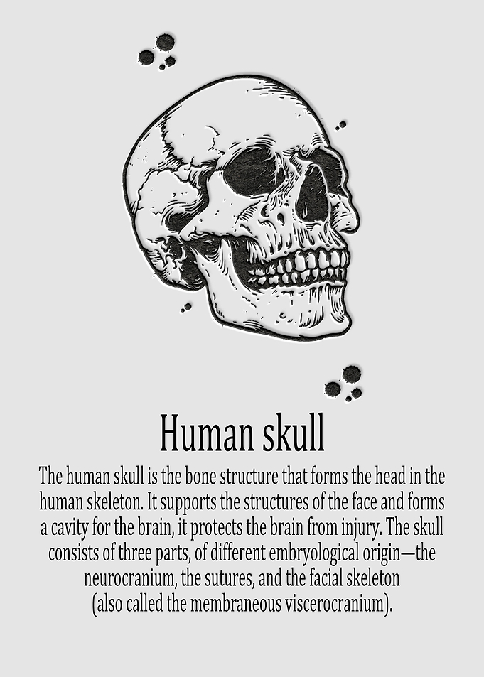 Human skull