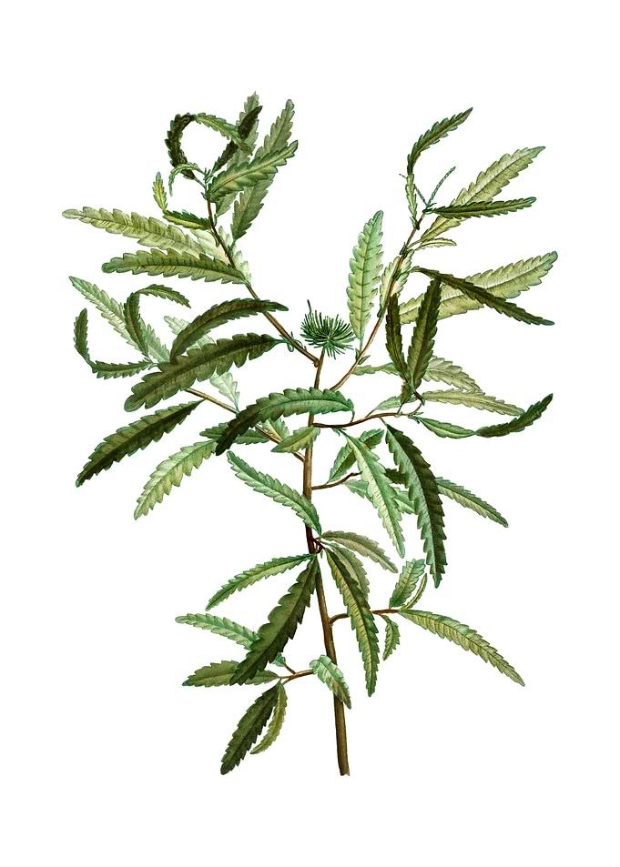 Vintage Sweetfern on White