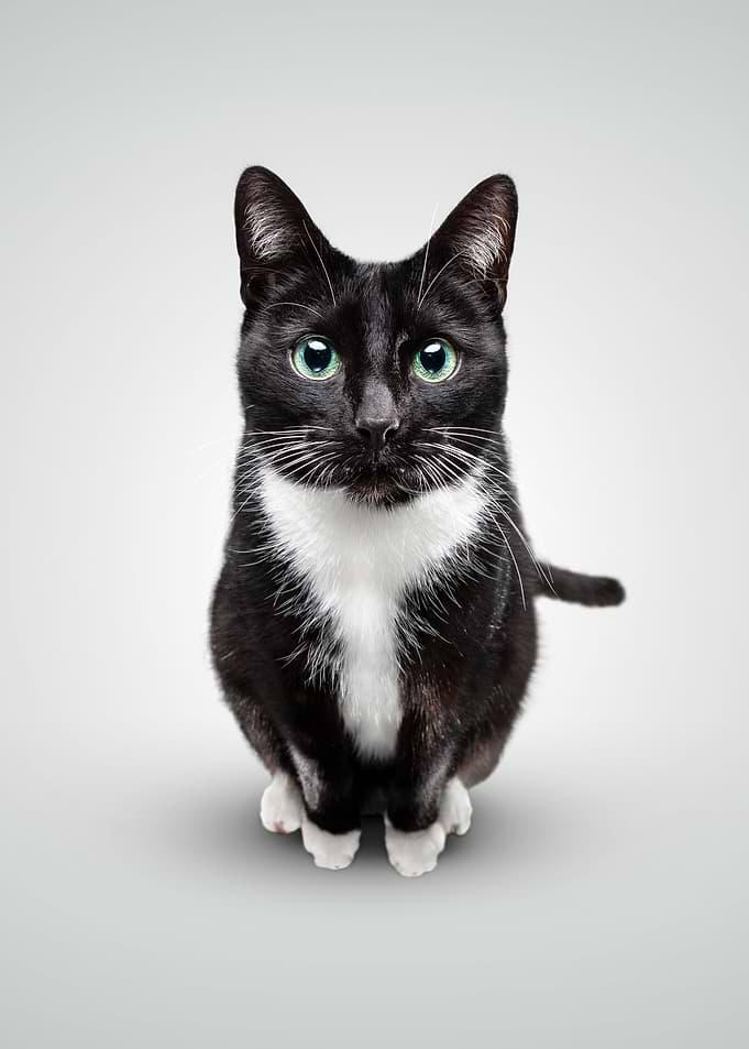 Cat Portrait