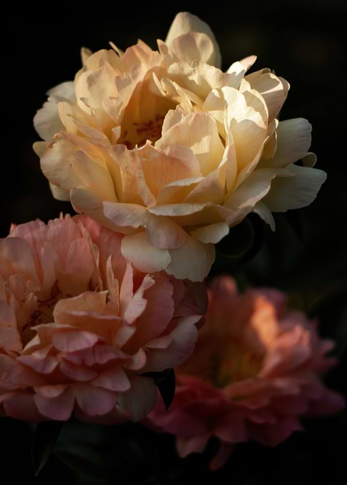 Peonies