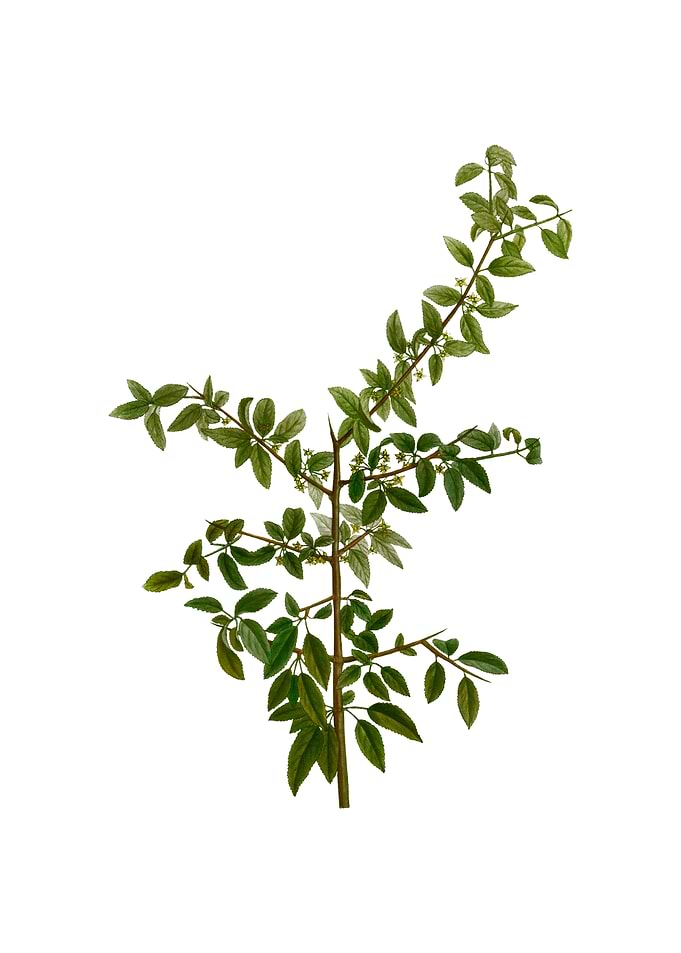 Vintage Rock Buckthorn