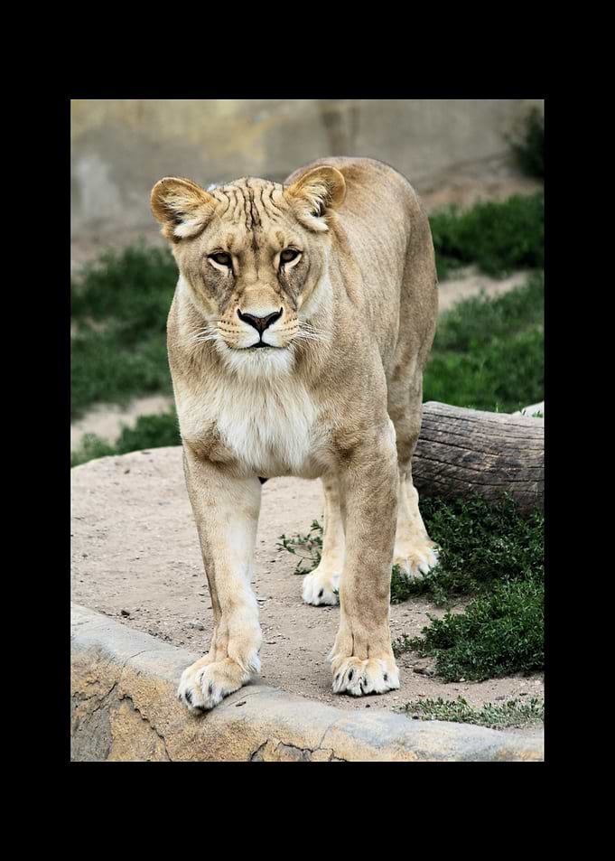 Lion