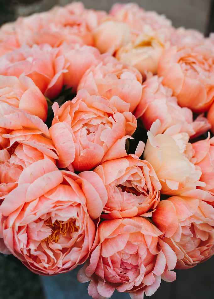 Peonies