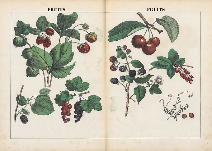 Vegetable posters