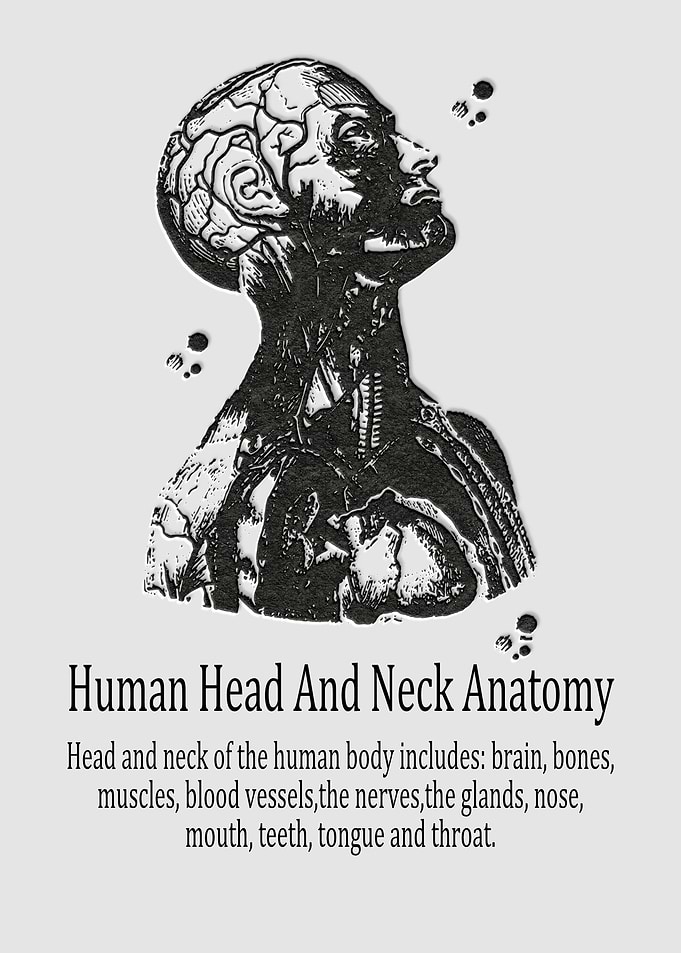 Human head and neck