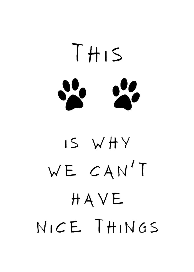 Paws Love