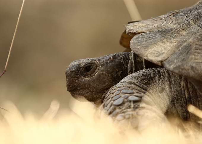 Portrait of a Tortoise