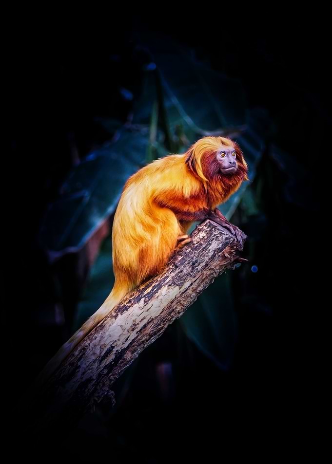 Godlen lion tamarin