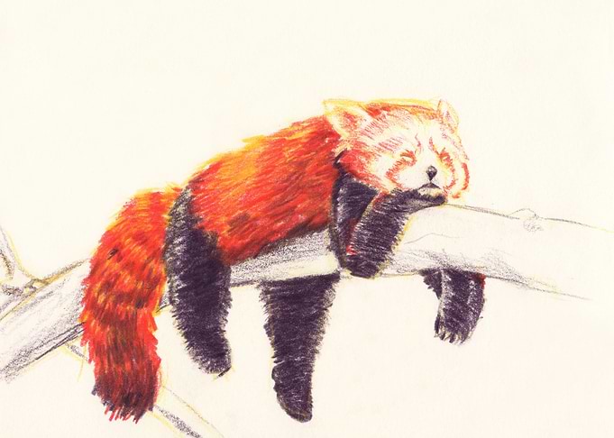 Red Panda