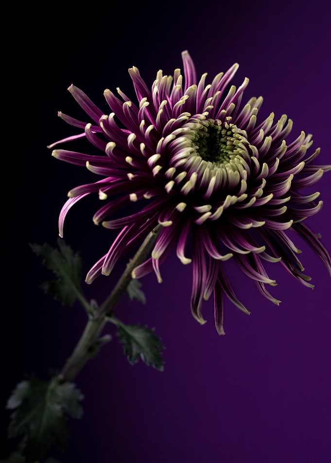 Purple still life